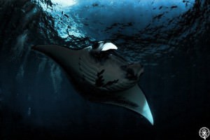 manta